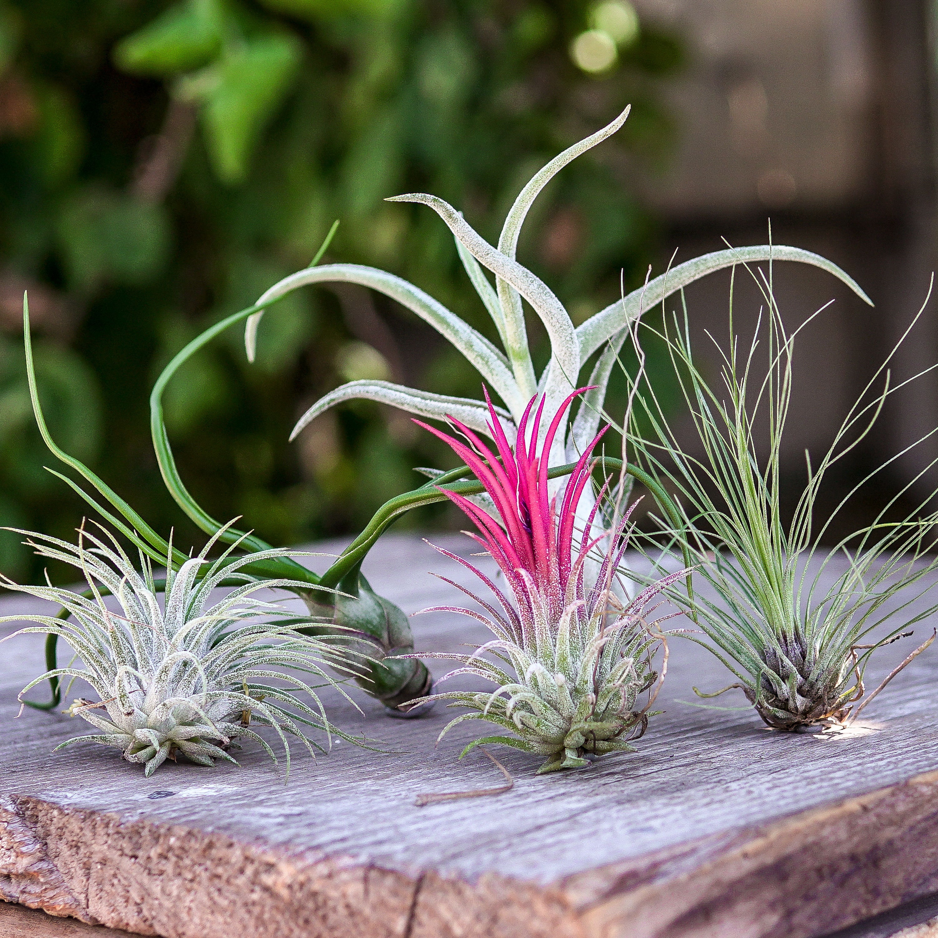 Tillandsia Set With 5 Air Plants - Colorful Mix - Etsy Finland