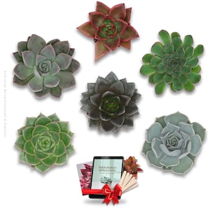 Pode incluir: Uma coleção de seis plantas suculentas distintas dispostas num padrão circular, apresentando vários tons de verde, vermelho e cinzento escuro. Abaixo das plantas encontra-se um pequeno guia intitulado Sukkulenten gießen Guide com um laço vermelho.