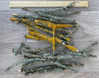 Orange and gray lichen twigs (20 pieces), a set for a terrarium, floristry, home decor, Moss Branch