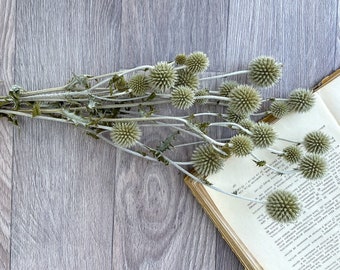 Natural Globe Thistle bunch Dried Echinop balls Dried flowers arrangement Blue flowers for vase DIY craft supply Bunch of dried flowers