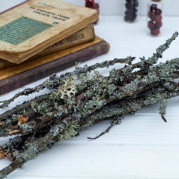 Branch with moss 10 pieces, Gray lichen twigs, terrarium decoration, Dry Art Crafts Supply Gray Natural Lichen Woodland materials