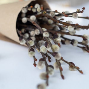 15 Dried pussywillow branches, Catkins, natural dried branches, spring decor, natural dried flowers dried bouquet, vase filler