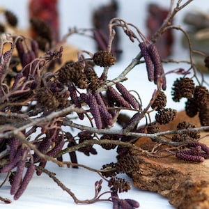 Può includere: Primo piano di un mazzo di rami marroni secchi con boccioli di fiori viola. I rami sono disposti su una superficie bianca.