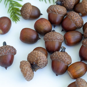Large natural dried acorns/ set 50 pcs/ Dried Acorns With Caps, Christmas Decor, Dried Oak Acorns, Autumn Decor, Autumn wedding decor