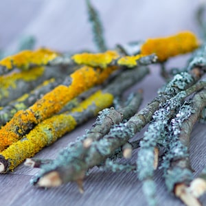 Orange and gray lichen twigs (20 pieces), a set for a terrarium, floristry, home decor, Moss Branch