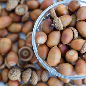 Dried Oak Acorns, Dried Acorns With Caps, Christmas Decor, Natural Dried acorns, DlY - craft supply, Autumn Decor, Autumn wedding decor