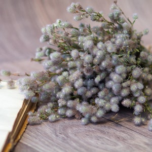 Field clover Bouquet, Trifolium arvense, dried branches, dried herbs bunch, Wildflower Bouquet, Dried Herbs Arrangement, DIY Wedding Flowers