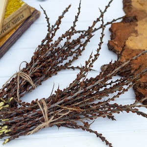 Getrocknete Zweige von Sanddorn mit Knospen, Sanddornstäbchen Set von 20, Sanddornäste Hippophae rhamnoides, Hippophaë rhamnoides