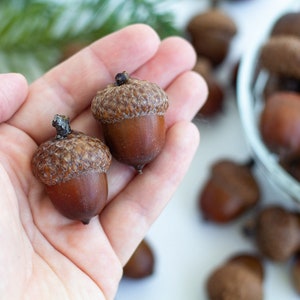 Large natural dried acorns/ set 50 pcs/ Dried Acorns With Caps, Christmas Decor, Dried Oak Acorns, Autumn Decor, Autumn wedding decor