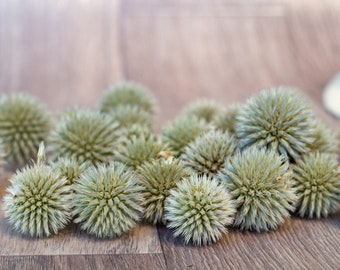 Dried Echinop balls Ball thistles natural, echinops, globe thistle - new harvest 2022 Dried flowers Globe Thistles Heads Dried Echinop balls