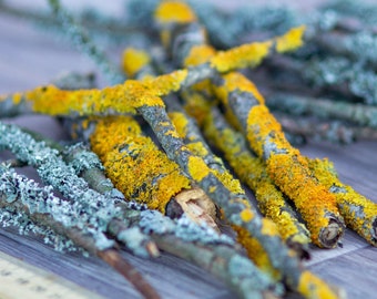 Orange and gray lichen twigs (20 pieces), a set for a terrarium, floristry, home decor, Moss Branch