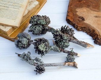 Rami di pino essiccati con coni e licheni 3 pezzi Ramo con muschio, ramoscelli di licheni grigi, decorazione del terrario, Artigianato Fornitura Lichene naturale grigio