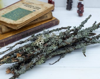 Rama con musgo 10 piezas, ramitas de liquen gris, decoración de terrario, Suministro de artesanías de arte seco Materiales de madera de liquen natural gris