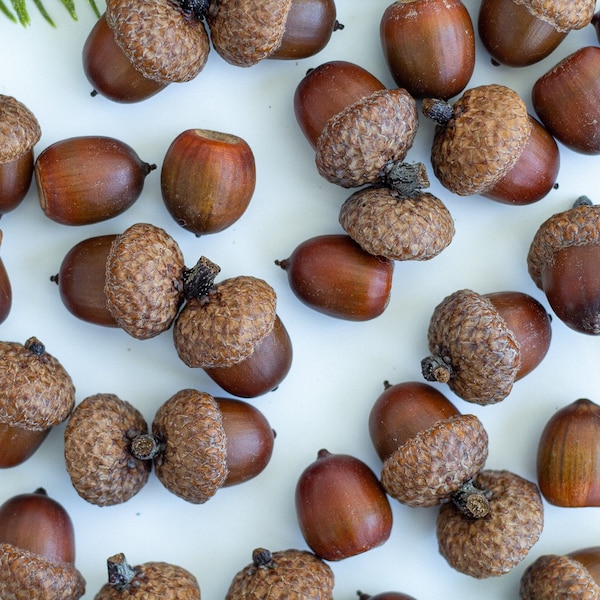 Large natural dried acorns Dried Acorns With Caps, Christmas Decor, DlY - craft supply, Dried Oak Acorns, Autumn Decor, Autumn wedding decor