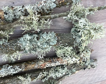Ramitas de liquen gris 10 piezas, Rama con musgo 10 piezas Decoración de terrario Ramas de musgo de liquen plateado Materiales de bosque de liquen natural gris