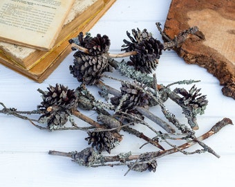 Dried pine branches with cones and lichen 7 pcs Branch with moss, Gray lichen twigs, terrarium decoration, Crafts Supply Gray Natural Lichen