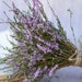 see more listings in the Dried bouquets section