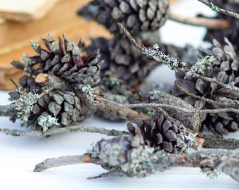 Rami di pino essiccati con coni e licheni 7 pezzi Ramo con muschio, ramoscelli di licheni grigi, decorazione del terrario, Artigianato Fornitura Lichene naturale grigio