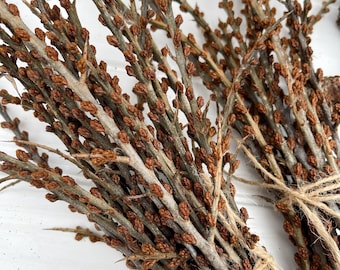 Dried branches of sea buckthorn with buds, sea buckthorn sticks Set of 20, sea buckthorn branches Hippophae rhamnoides, Hippophaë rhamnoides