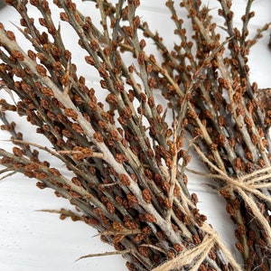 Getrocknete Sanddornzweige mit Knospen, Sanddornstangen 20er-Set, Sanddornzweige Hippophae rhamnoides, Hippophae rhamnoides