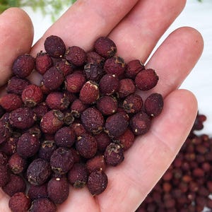 Hawthorn Berries | Crataegus monogyna | Dried Red Berries | Ritual Herbs, Love & Protection Magic, Witchcraft,  Craft Supplies | 50–100 g