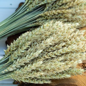 Bleached Dried Wheat, Natural wheat,  Dried flowers bouquet,  Wheat bouquet, Party Decor, DIY Craft, Bohemian decor,  Retro home decor
