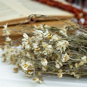 Puede incluir: Primer plano de flores de manzanilla secas con p&eacute;talos blancos y centros amarillos. Las flores est&aacute;n en un manojo, con algunos tallos y hojas visibles. Un libro abierto y envejecido est&aacute; en el fondo.