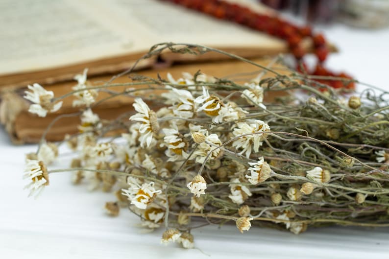 Puede incluir: Primer plano de flores de manzanilla secas con p&eacute;talos blancos y centros amarillos. Las flores est&aacute;n en un manojo, con algunos tallos y hojas visibles. Un libro abierto y envejecido est&aacute; en el fondo.