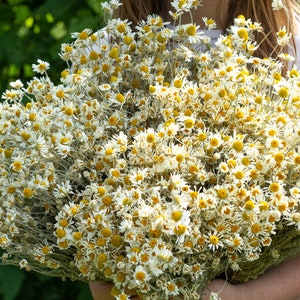 Puede incluir: Un gran ramo de flores de manzanilla secas, con p&eacute;talos blancos y centros amarillos. Las flores se sostienen frente a un fondo verde. La imagen resalta la textura y el color naturales de las flores secas.