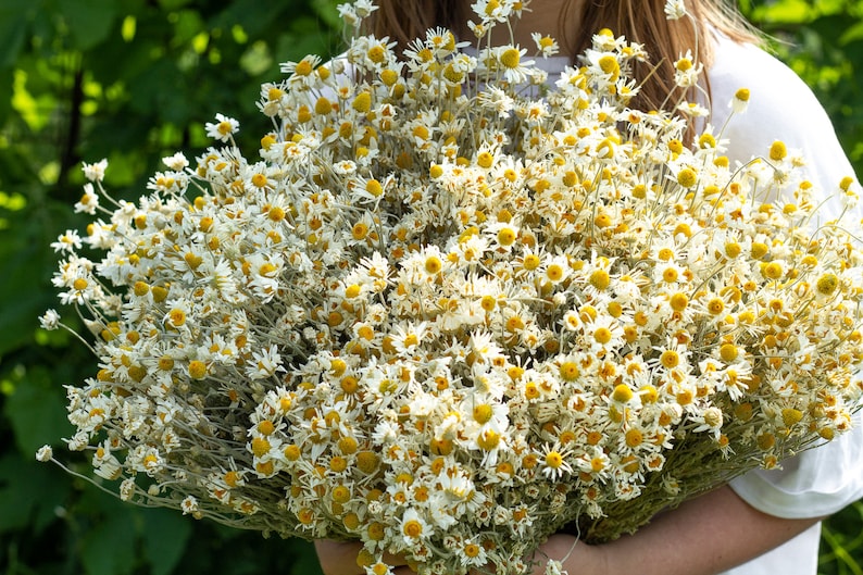 Puede incluir: Un gran ramo de flores de manzanilla secas, con p&eacute;talos blancos y centros amarillos. Las flores se sostienen frente a un fondo verde. La imagen resalta la textura y el color naturales de las flores secas.