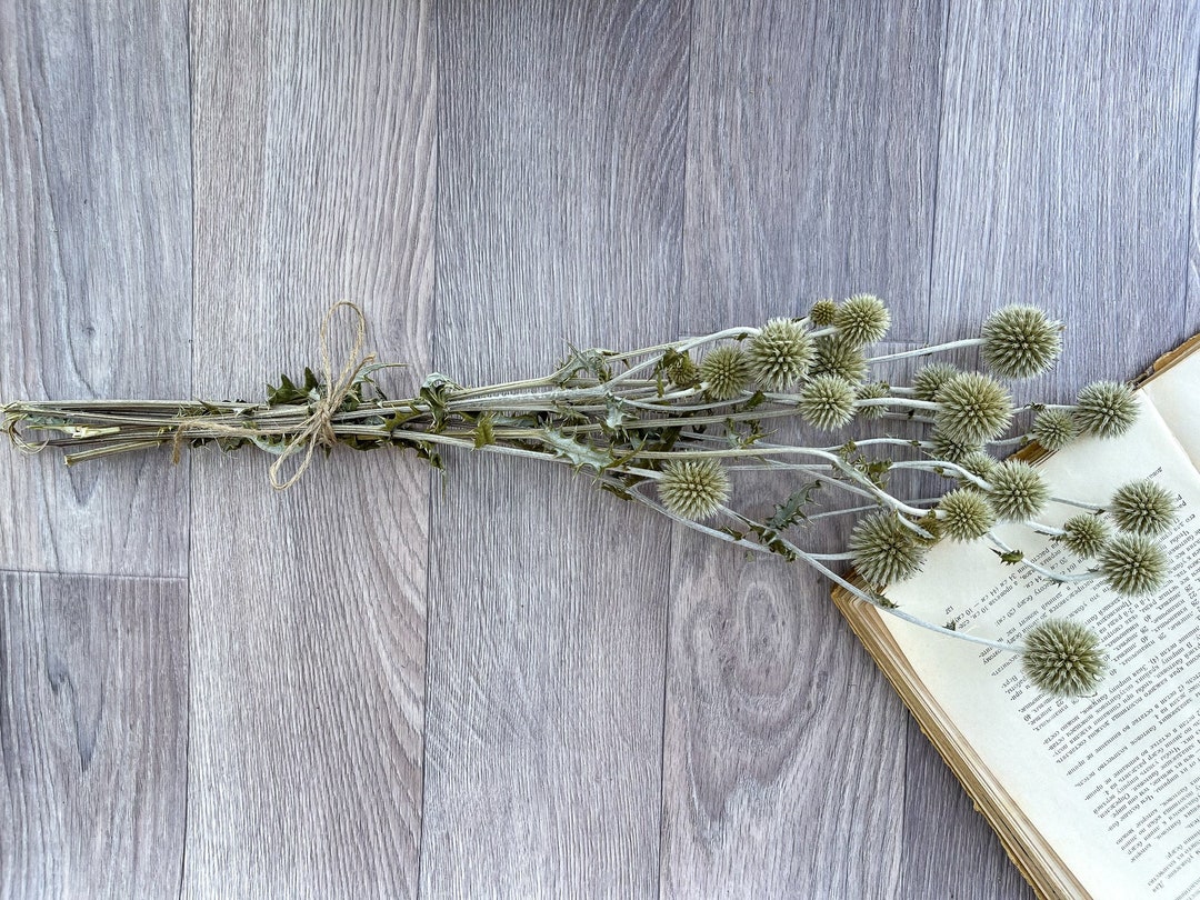Natural Globe Thistle Bunch Dried Echinop Balls Dried Flowers Etsy