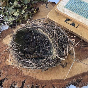 Authentic bird nest, Real bird&#39;s nests Natural findings Natural décor crafts supply terrarium garden ornithologist’s collection Easter décor