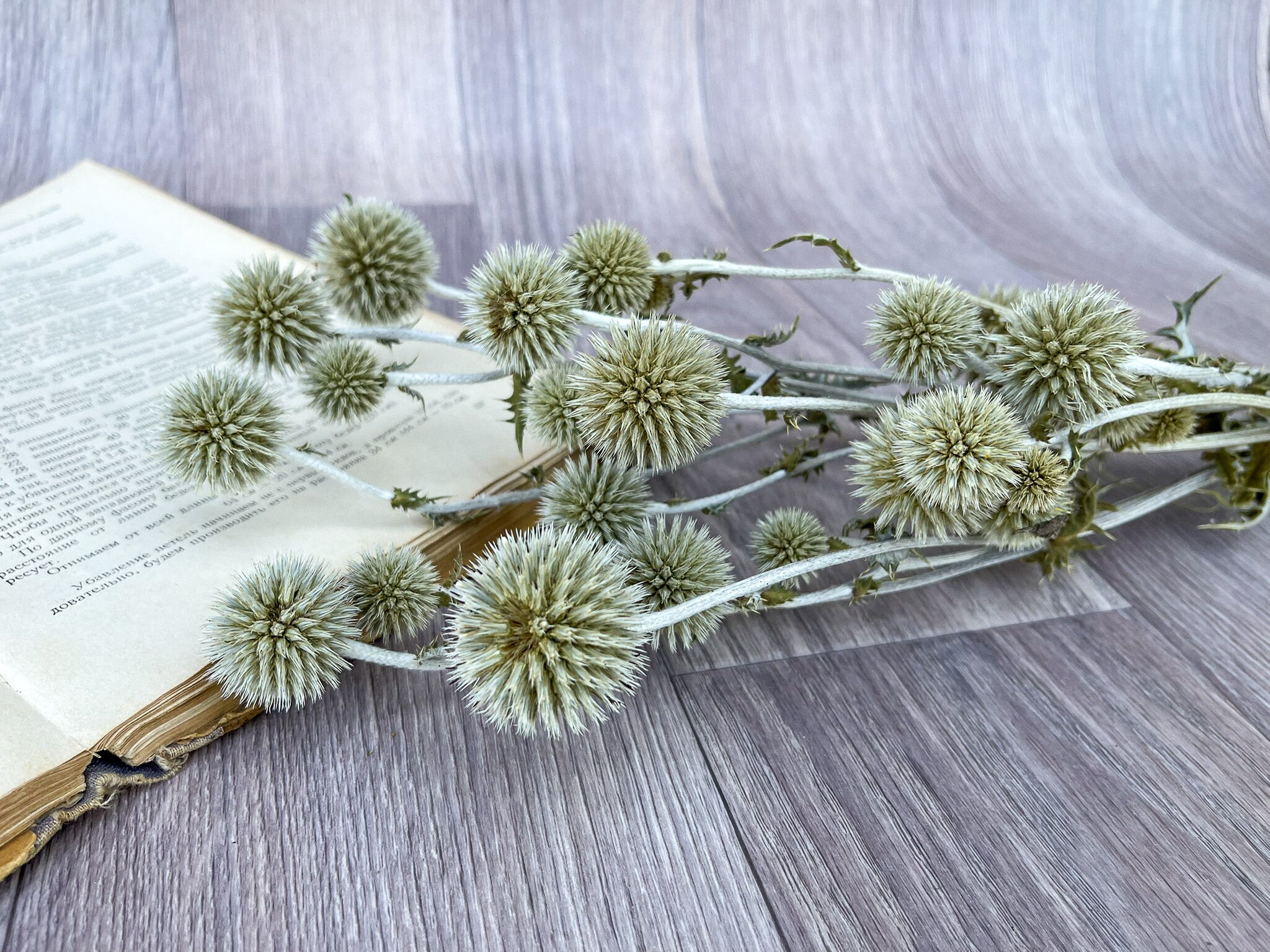 Natural Globe Thistle Bunch Dried Echinop Balls Dried Flowers Etsy