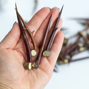 Dried acacia thorns Set of 12/20/40 Thorn acacia honey locust twigs thorny locust sticks dried branches protection spell locust