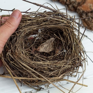 Authentic bird nest, Real bird&#39;s nests Natural findings Natural décor crafts supply terrarium garden ornithologist’s collection Easter décor