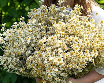 Dried chamomile White chamomile Dried Marticaria Chamomilla Bunch (Chamomille) Wedding Decoration Rustic Bouquets Dried floral bunch