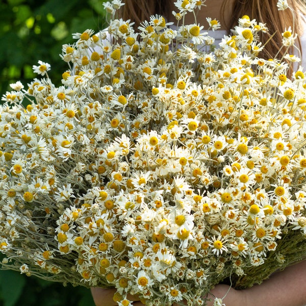 Dried chamomile White chamomile Dried Marticaria Chamomilla Bunch (Chamomille) Wedding Decoration Rustic Bouquets Dried floral bunch