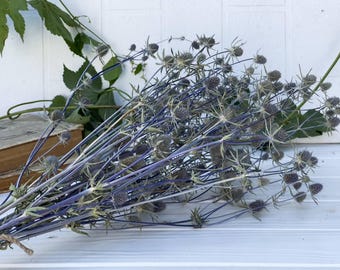 Ramo de Eryngium silvestre seco, cardo azul seco, ramo de cardo azul, decoración rústica de bosque boscoso, decoración de boda silvestre.
