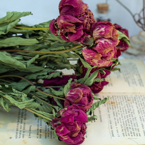 Dried Burgundy Peonies with stems, Wedding Decoration, Dry peonies wedding, Dried Burgundy flowers bunch, Dried Hot Pink Peonies Buds Bunch