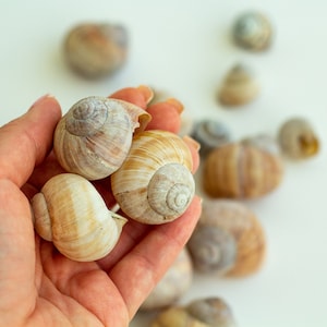 Set of 16 Land Snail Shells Natural for Craft, Art, Sea Theme Decoration, Maritime Wedding Decor, Nautical Home Decor, Wild, Garden Shells
