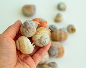 Set of 16 Land Snail Shells Natural for Craft, Art, Sea Theme Decoration, Maritime Wedding Decor, Nautical Home Decor, Wild, Garden Shells