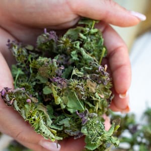 May include: A close-up shot of dried green herbs with small purple flowers. The herbs are held in cupped hands, showing their texture and colour. The image is well-lit, highlighting the natural details of the dried plants.