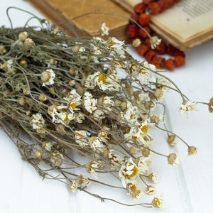 Puede incluir: Un ramo de flores de manzanilla secas con p&eacute;talos blancos y centros amarillos. Las flores est&aacute;n dispuestas sobre una superficie de madera blanca, con un libro abierto y un collar de cuentas rojas en el fondo.