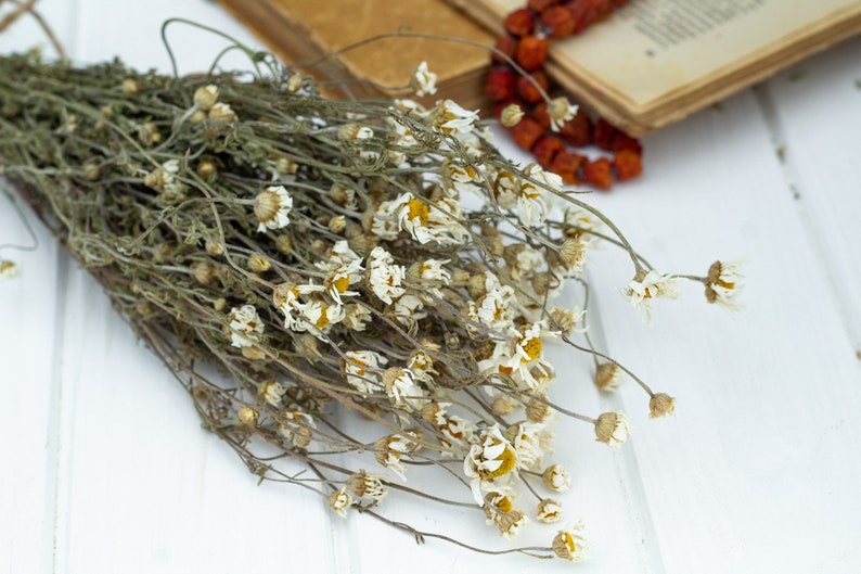 Puede incluir: Un ramo de flores de manzanilla secas con p&eacute;talos blancos y centros amarillos. Las flores est&aacute;n dispuestas sobre una superficie de madera blanca, con un libro abierto y un collar de cuentas rojas en el fondo.