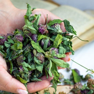 Puede incluir: Primer plano de flores y hojas de trébol secas, con tonos verdes y morados. La imagen resalta las texturas y colores naturales de las hierbas, sugiriendo su uso en remedios herbales o artesanías. Un libro y otros objetos se encuentran en el fondo.