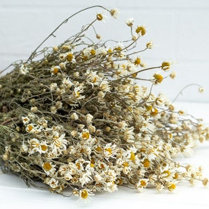 Puede incluir: Un ramo de flores de manzanilla secas atadas con hilo. Las flores tienen p&eacute;talos blancos y centros amarillos, con tallos y hojas verdes. Sobre un fondo de madera blanca.