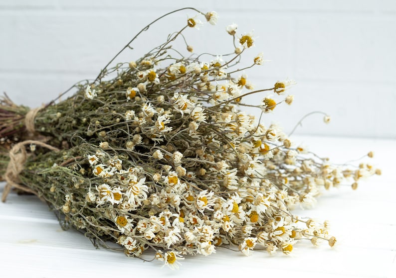Puede incluir: Un ramo de flores de manzanilla secas atadas con hilo. Las flores tienen p&eacute;talos blancos y centros amarillos, con tallos y hojas verdes. Sobre un fondo de madera blanca.