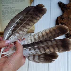 Naturally molt Kite feathers, natural feathers of birds, Animal Totem, Feathers Bird of Prey, 1 pс feather, Cruelty free,cleaned and restor