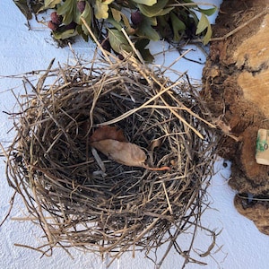 Authentic bird nest, Real bird&#39;s nests Natural findings Natural décor crafts supply terrarium garden ornithologist’s collection Easter décor