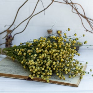 Flax linum, Dried Linum Bunch, dried flax fruits bunch, flax fruits branches, Natural Linum, Rustic Flower Bouquete, DIY handcraft supply image 4